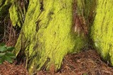 Chrysothrix candelaris image