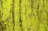 Chrysothrix candelaris image