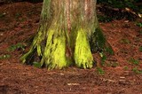 Chrysothrix candelaris image