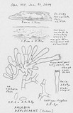 Phanerochaete deflectens image
