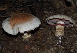 Hebeloma victoriense image