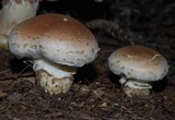 Hebeloma victoriense image
