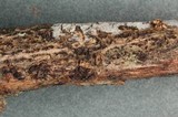Thyridaria rubronotata image