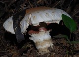 Hebeloma victoriense image