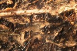 Thyridaria rubronotata image