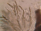 Thyridaria rubronotata image