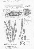 Thyridaria rubronotata image