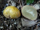 Rhizopogon roseolus image