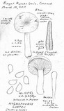 Hygrophorus goetzei image