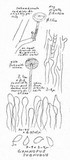 Gymnopus subnudus image