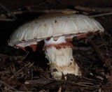 Hebeloma victoriense image