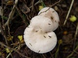 Mycena rosea image