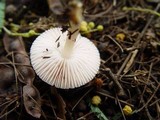 Mycena rosea image