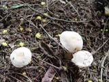 Mycena rosea image