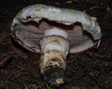 Hebeloma victoriense image