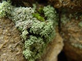 Leprocaulon microscopicum image