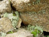 Leprocaulon microscopicum image