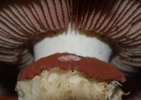 Hebeloma victoriense image