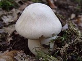 Entoloma sinuatum image
