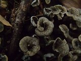 Cantharellus cinereus image