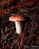 Gomphidius subroseus image