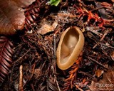 Peziza arvernensis image