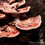 Fomitopsis cajanderi image