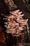 Fomitopsis cajanderi image