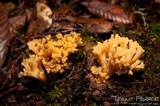 Ramaria sandaracina image