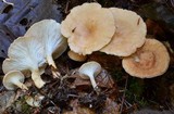 Clitocybe vermicularis image