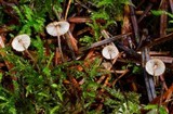 Crinipellis piceae image