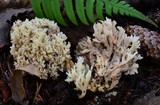 Clavulina coralloides image