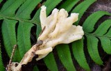Clavulina coralloides image