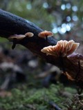 Micromphale arbuticola image