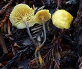 Xeromphalina cauticinalis image