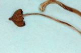 Psilocybe samuiensis image