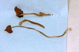 Psilocybe samuiensis image