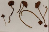 Psilocybe samuiensis image