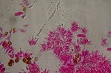 Psilocybe samuiensis image