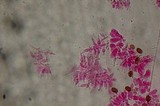 Psilocybe samuiensis image