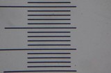 Psilocybe samuiensis image