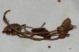 Psilocybe tampanensis image