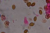 Psilocybe tampanensis image