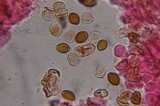 Psilocybe tampanensis image