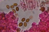 Psilocybe tampanensis image