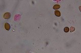 Psilocybe tampanensis image