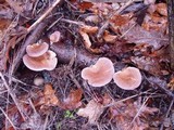 Lentinus strigosus image