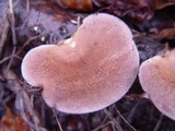 Lentinus strigosus image
