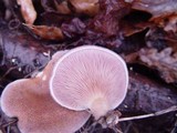 Lentinus strigosus image
