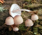 Mycena bulliformis image